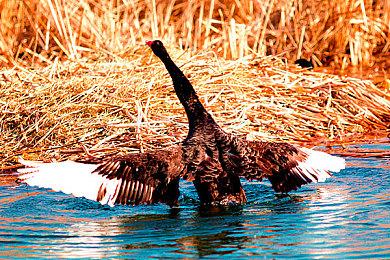 《英雄立志传：三国志》首周销量突破10万 Steam特别好评